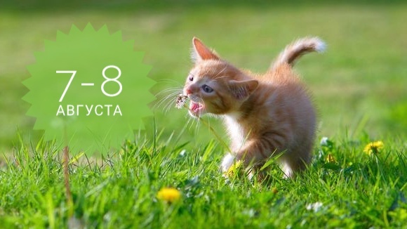 Нумерологический прогноз на 7-8 августа 2025: конечно котики в тренде