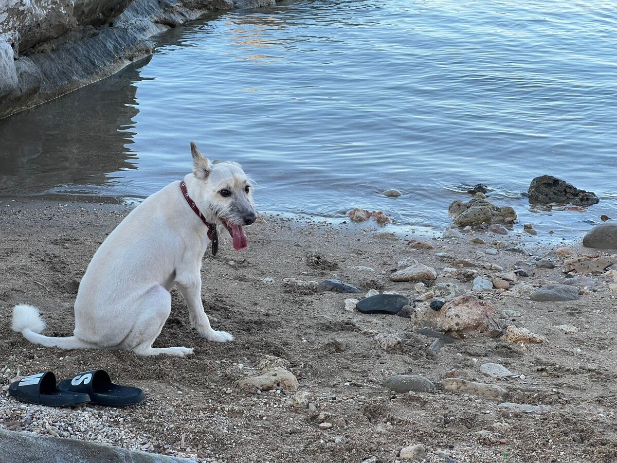 Как хорошо, когда в жару можно выйти с хозяином к водоему и охладиться! Дуся, наша выпускница, так и делает
