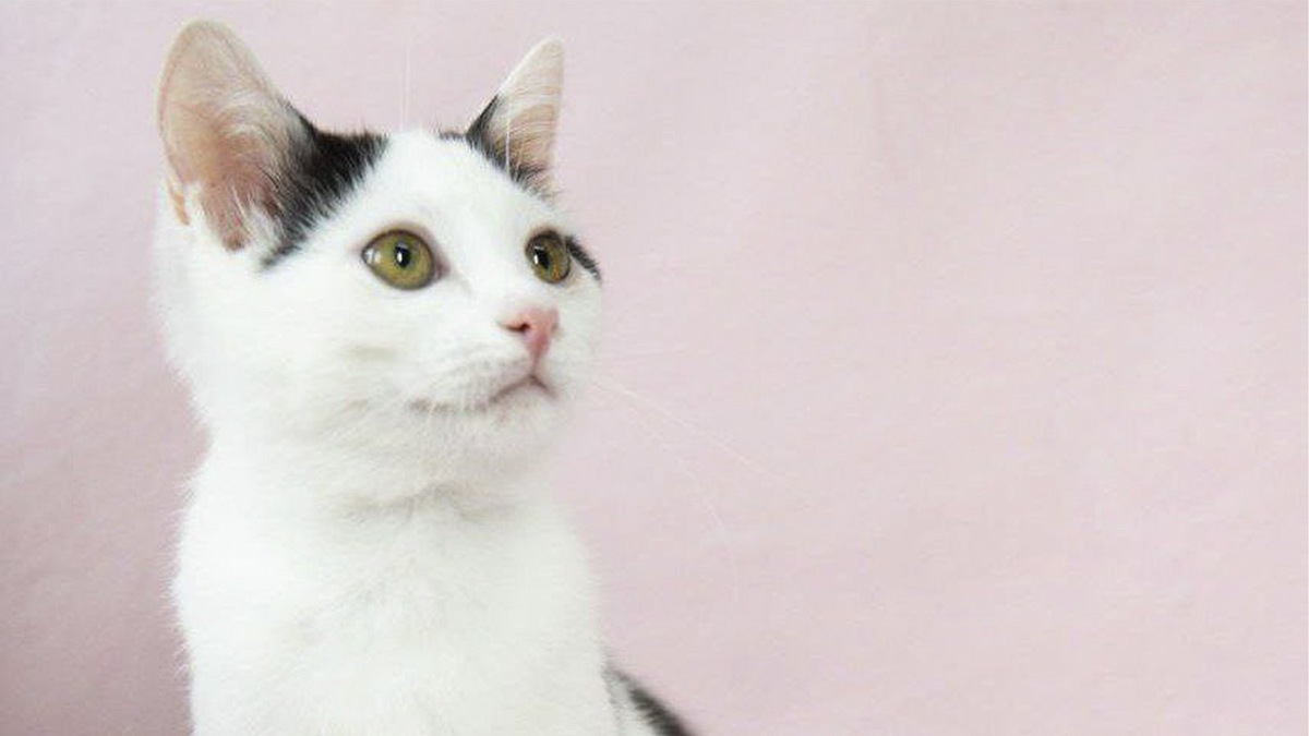    Котенок Йошта ищет дом.