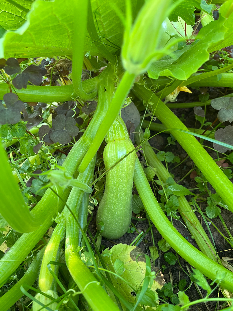 Дача, кабачки 