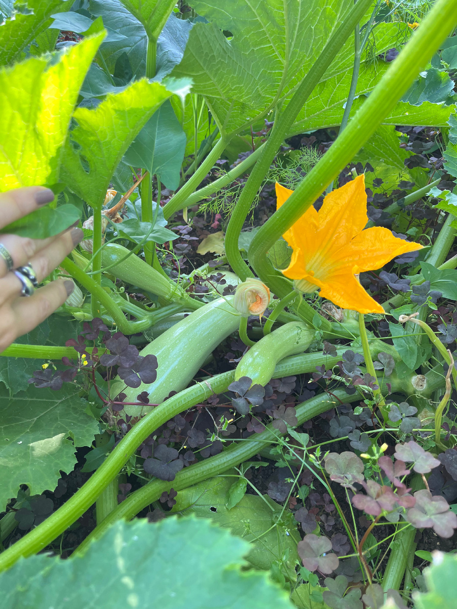 Наши кабачки 