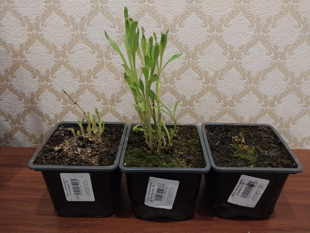 Флоксы метельчатые: Золотая Русь, Чио-чио-сан, Самоцветы.