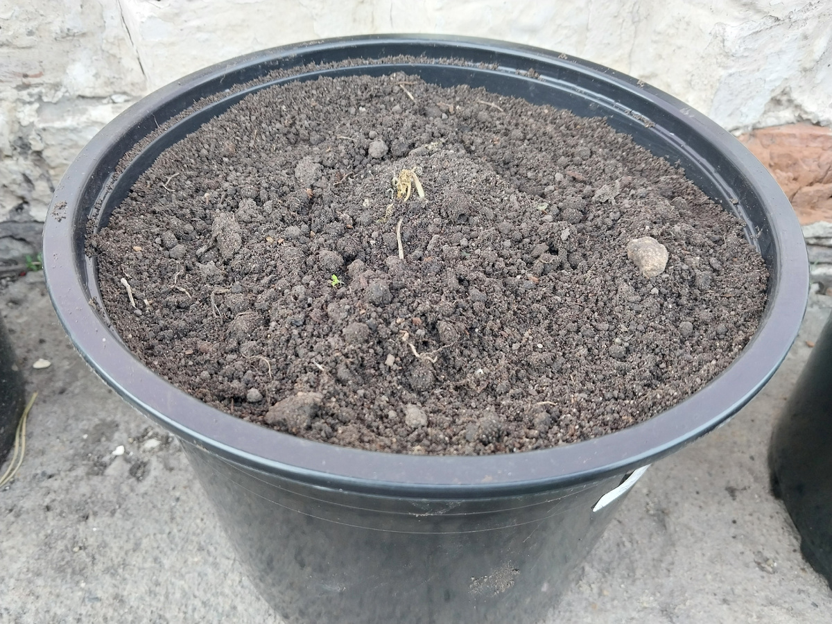 Здесь должен был быть флокс Самоцветы