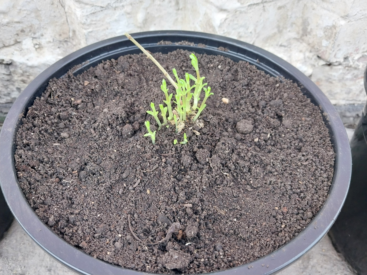 А это флокс "Золотая Русь"