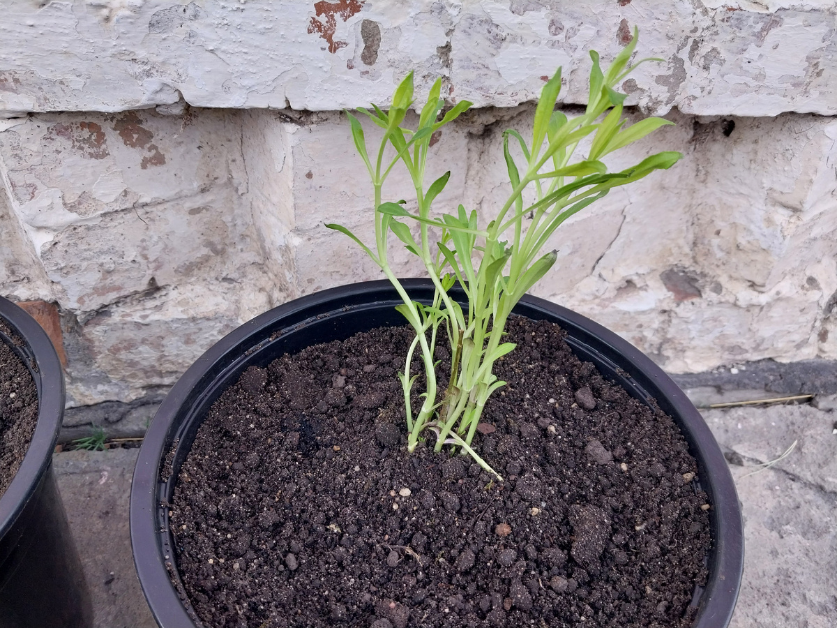 Самый бодренький флокс "Чио-чио-сан"