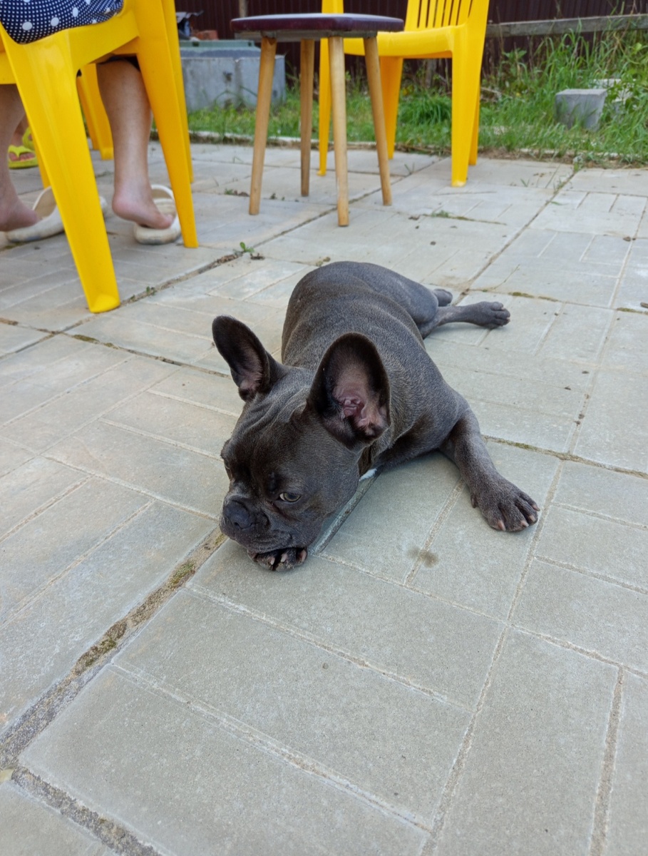 Уставшая собака