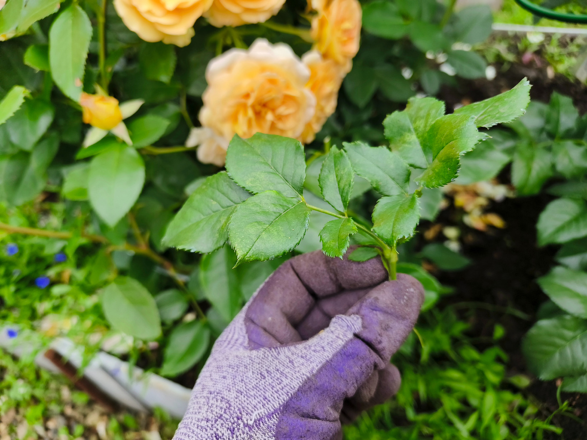 Такие побеги надо все аккуратно выломать