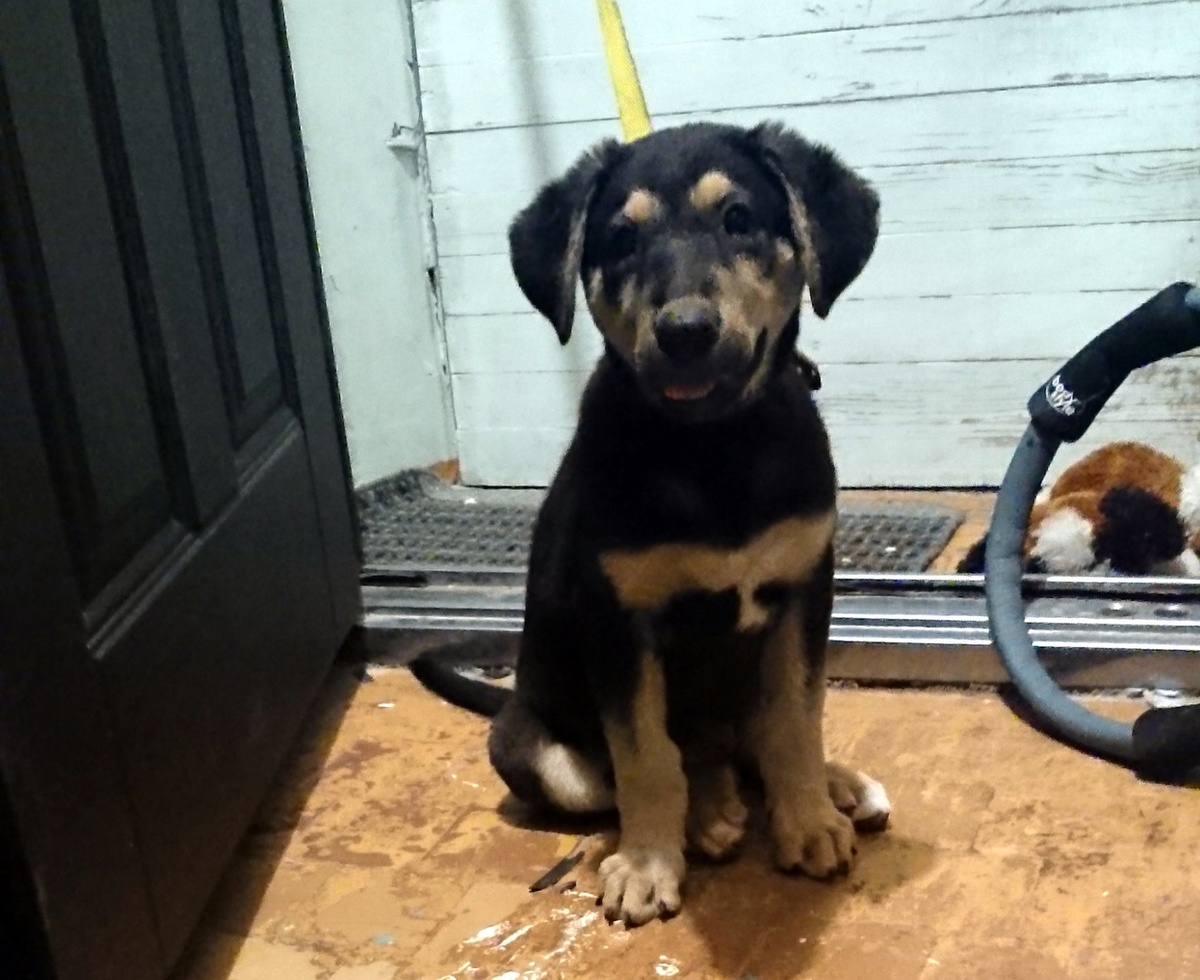 Щенок привязался к нам на прогулке.