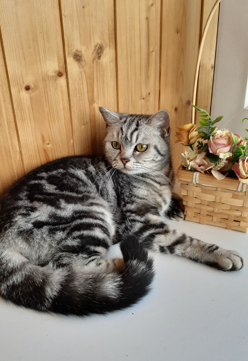 Коша позирует😻🌺