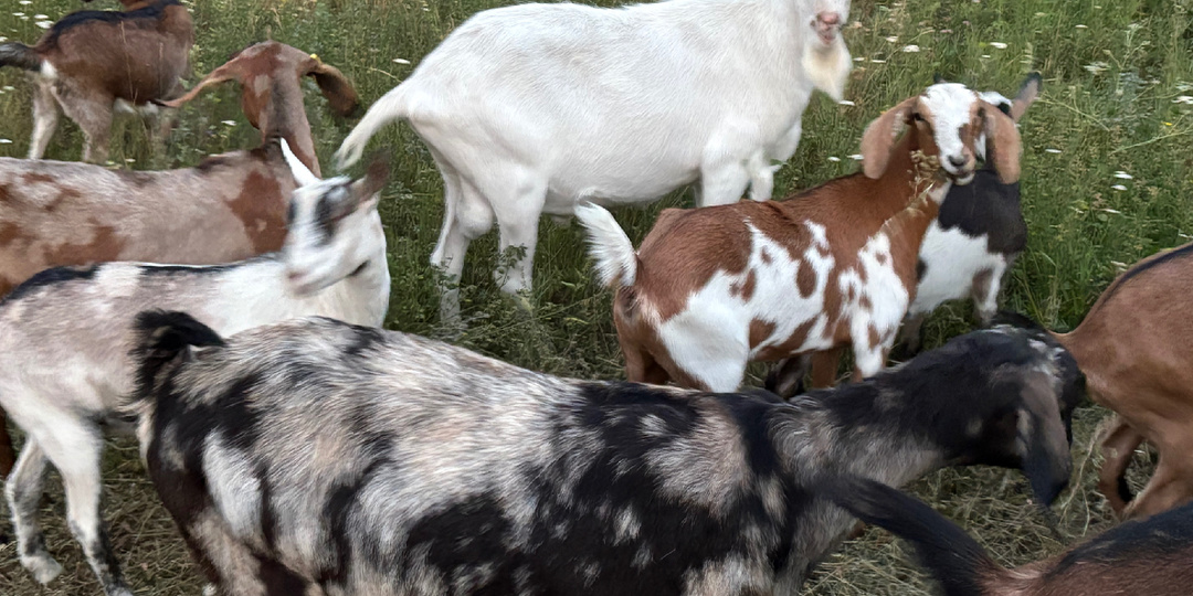 НА АВИТО РАЗГЛЯДЫВАЮ КОЗ и КОРОВ.