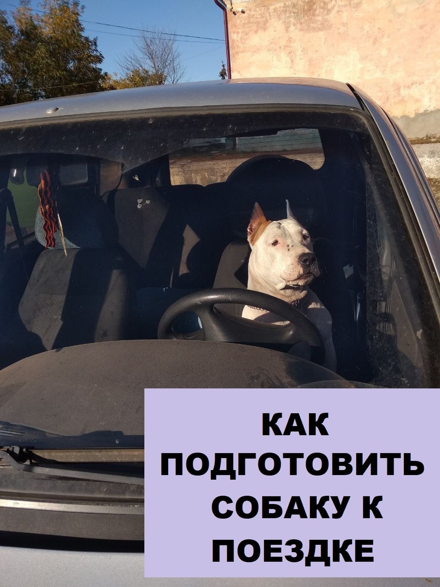 А Ваша собака любит ездить за рулем?