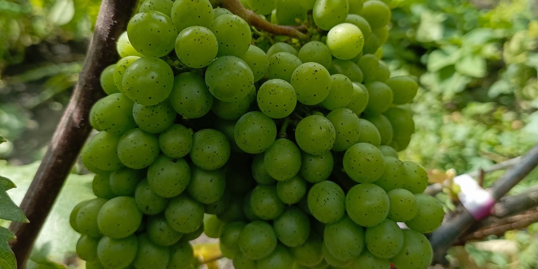 Черная пятнистость на винограде. Как не ошибиться?