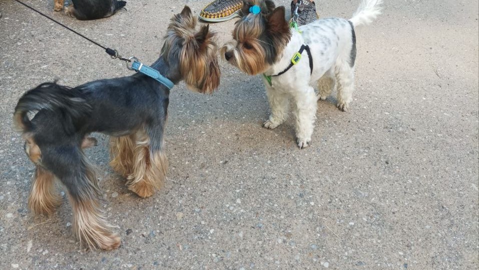 Общительность йоркширских терьеров в отношении сородичей