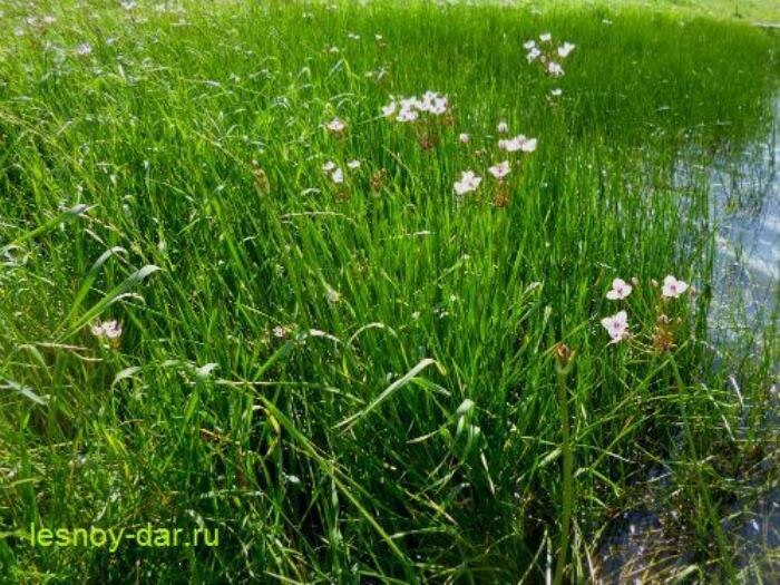 Сусак зонтичный на берегу небольшого озера (фото с блога "Лесная кладовая")