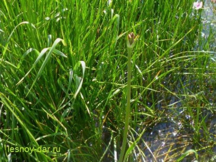 На переднем плане - стебель-цветонос сусака зонтичного с нераскрывшимся соцветием на верхушке. Видны длинные узкие листья этого растения (фото с блога "Лесная кладовая")