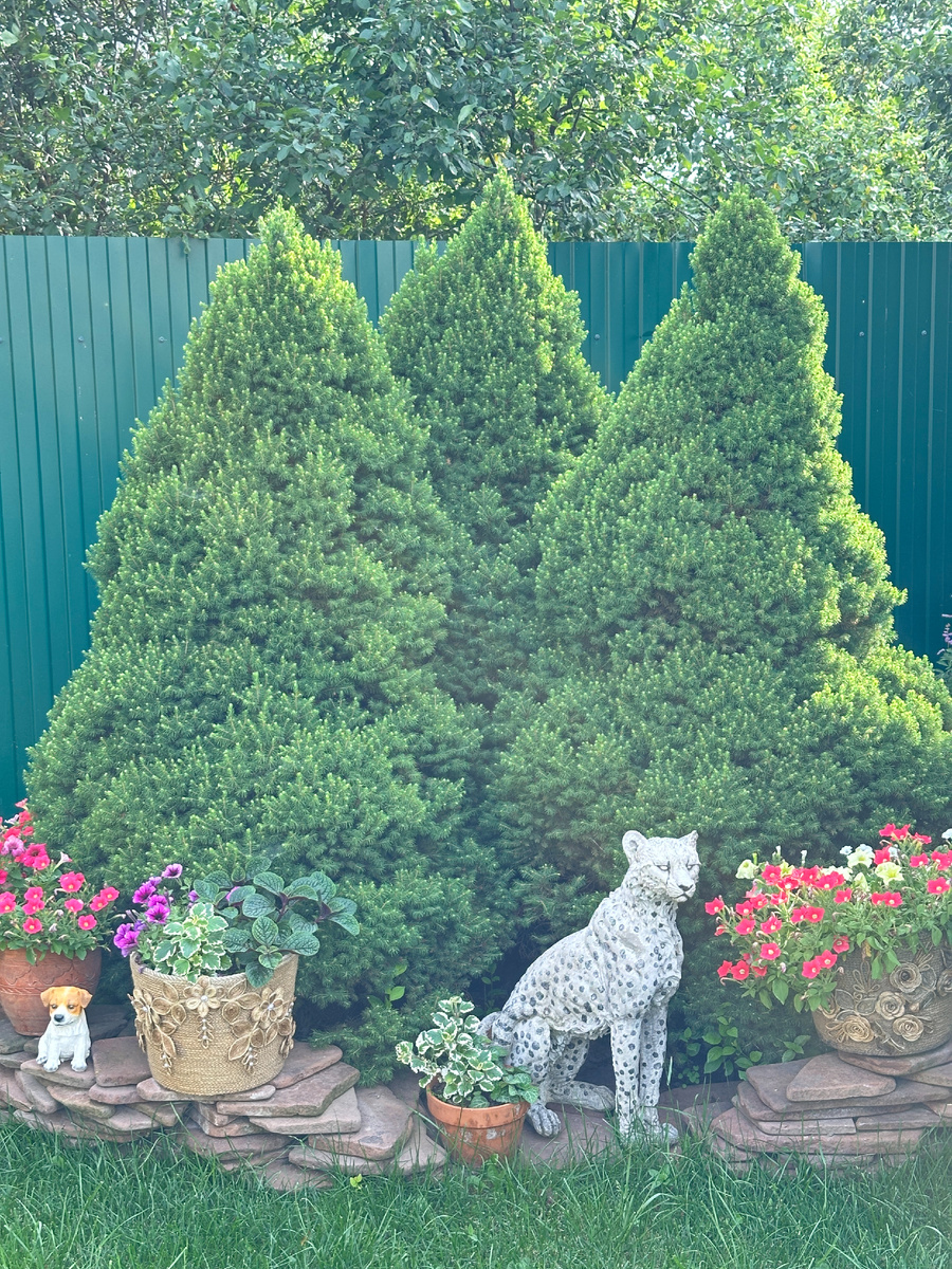 Уголок сада Людмили сфотографировал, раз уж познакомились.