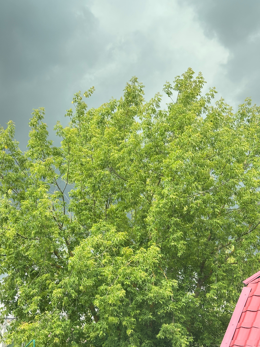 Этот клен, наши дни.