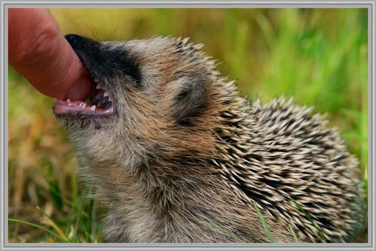 Да, он может укусить. И если укусит — шансов на «авось» нет. Только вакцина, и как можно скорее.
