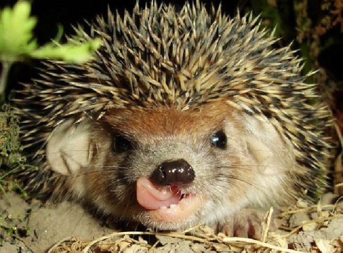 Почему — рассказываю по порядку. С примерами. С фактами. И с тем самым разговорным стилем, за который вы меня читаете. Поехали.
