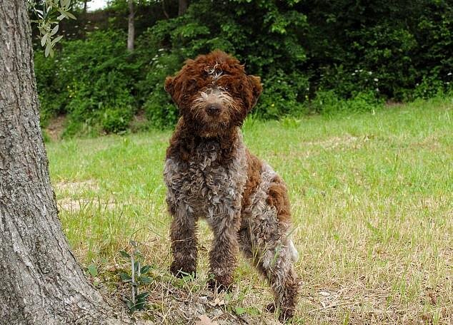 Монарх без ума от подаренного щенка по кличке Снафф