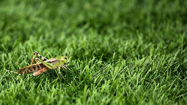    © РИА Новости . Владимир Астапкович