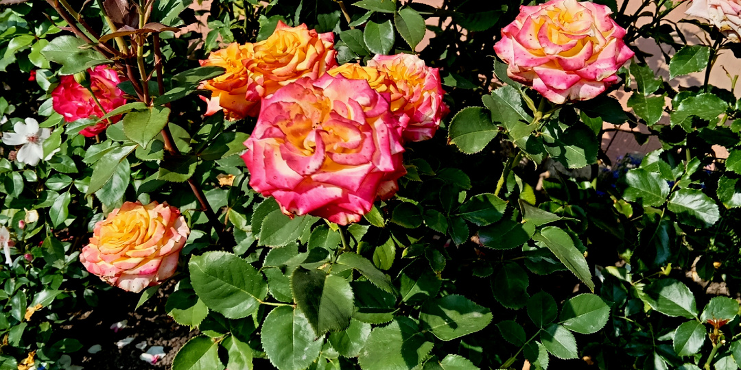 Почему мои розы второй год  не чернеют и не лысеют.  Что поменяла в уходе