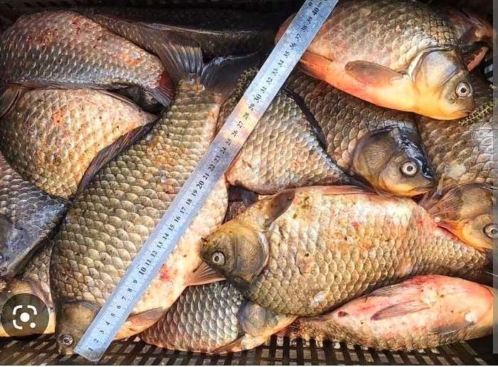 52-летный "рыбачок" ОСТАЛСЯ БЕЗ ЛОДКИ за поимку 42 карасей