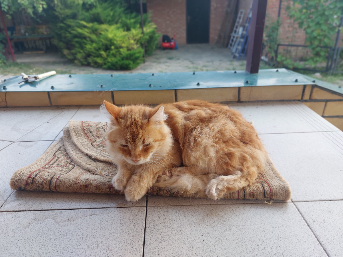 Симба досыпает на коврике.