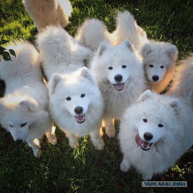 А нас всё больше!