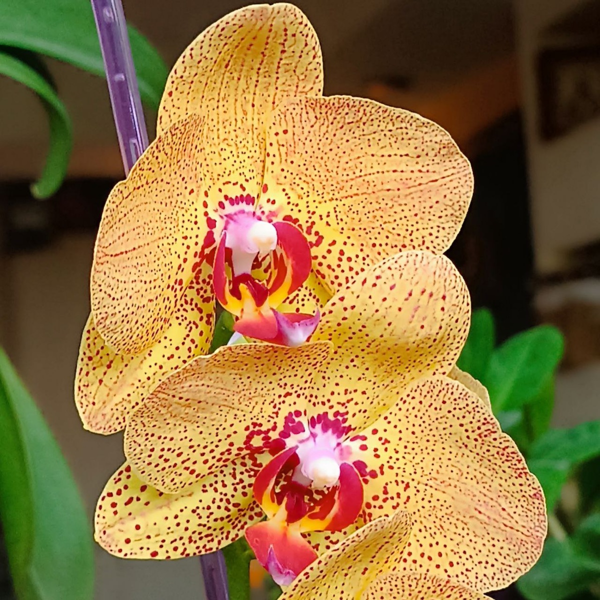 Обложка статьи. Фаленопсис Крис, лето 2025