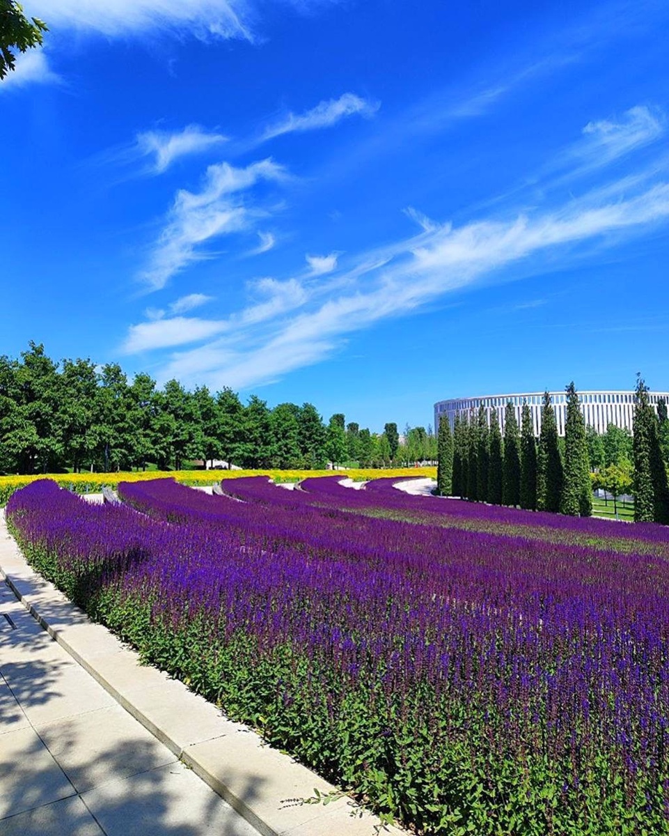 Шалфей в Парке Галицкого 