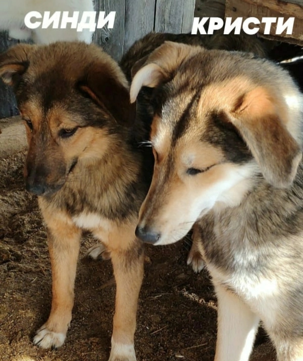 Щенки 5-6 месяцев