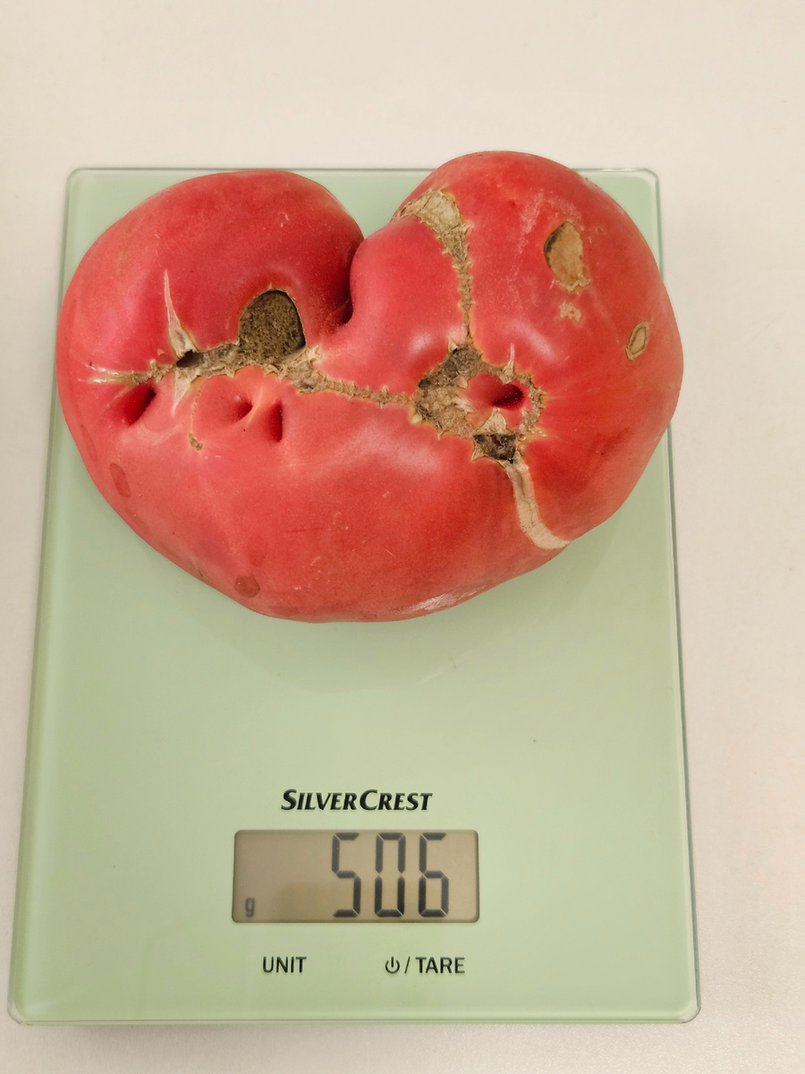 Это был самый крупный томат сорта "Хелен"