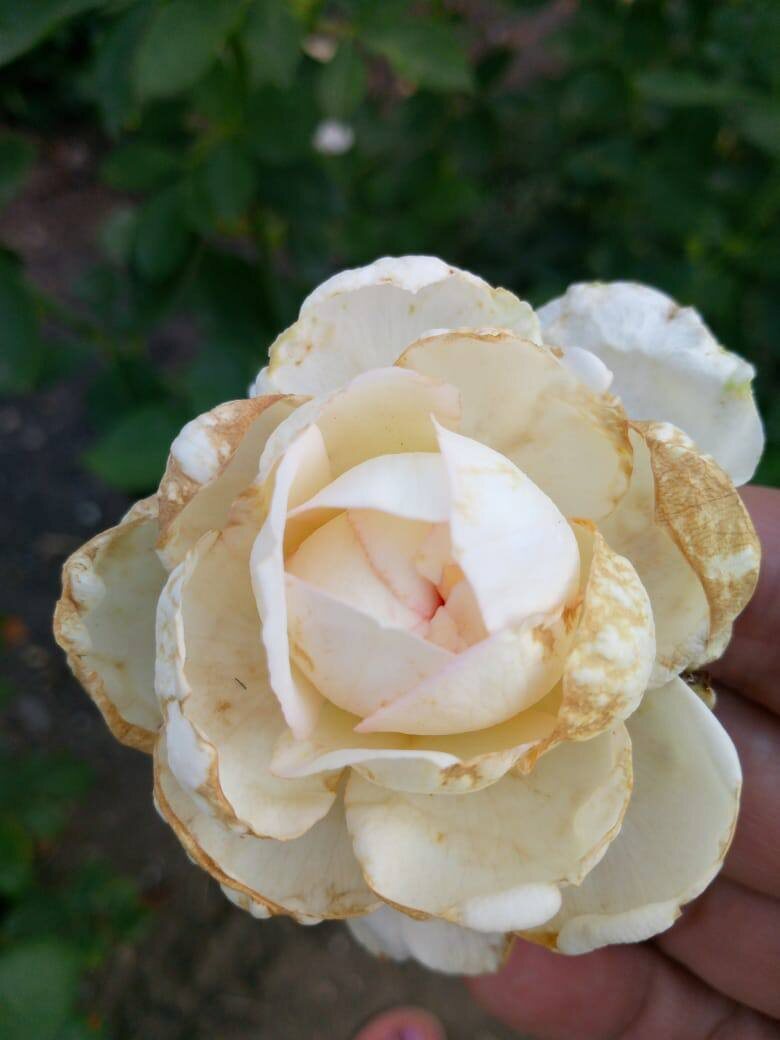 Характерный вид бутонов, при поврждении вредителем Трипс.