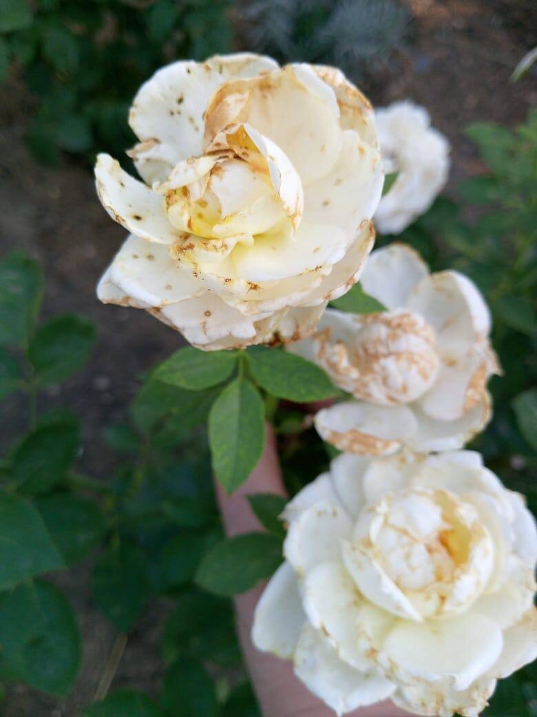 Характерный вид бутонов, при поврждении вредителем Трипс.