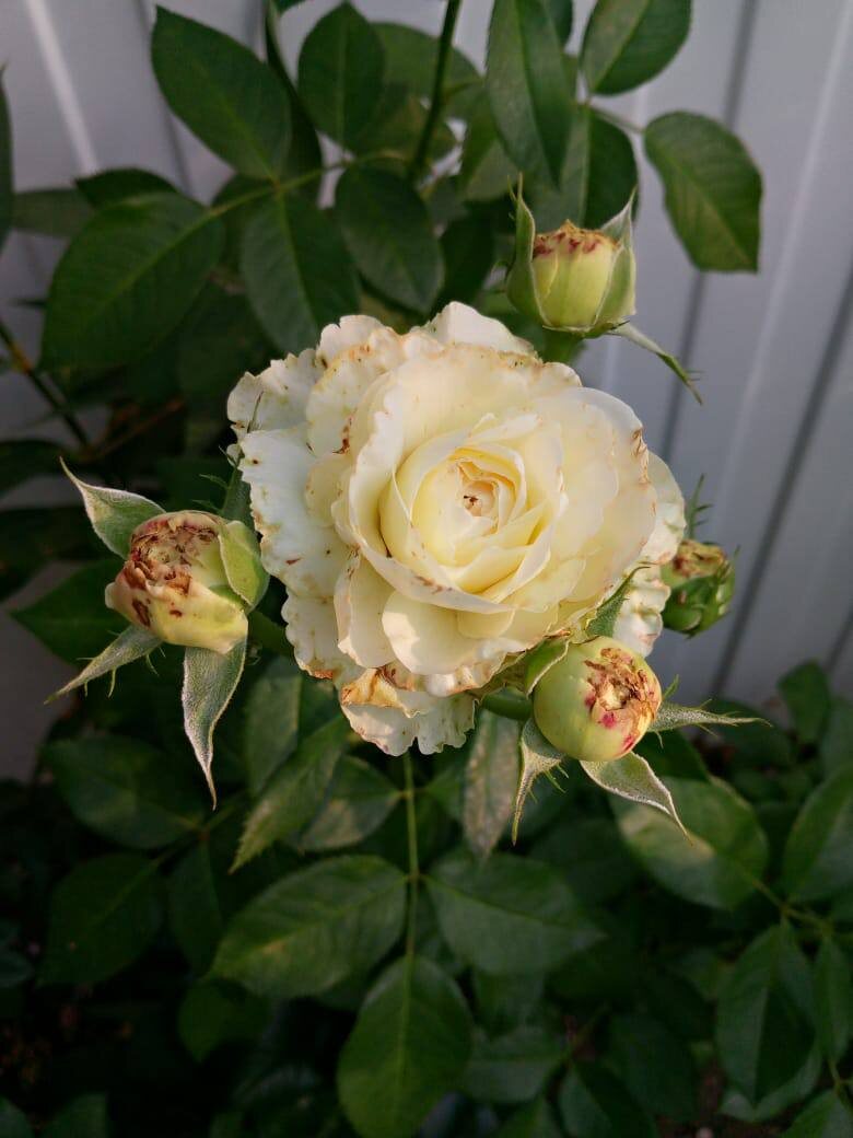 Характерный вид бутонов, при поврждении вредителем Трипс.