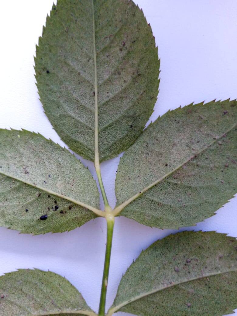 Поражение листа розы паутинным клещом.