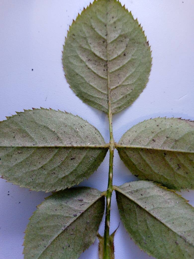 Поражение листа розы паутинным клещом.