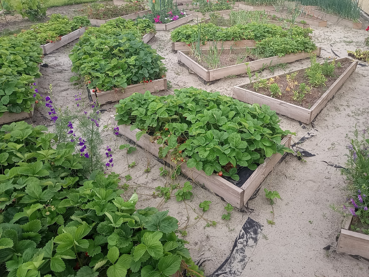 Выращивать клубнику по методу четырех грядок очень удобно и результативно!