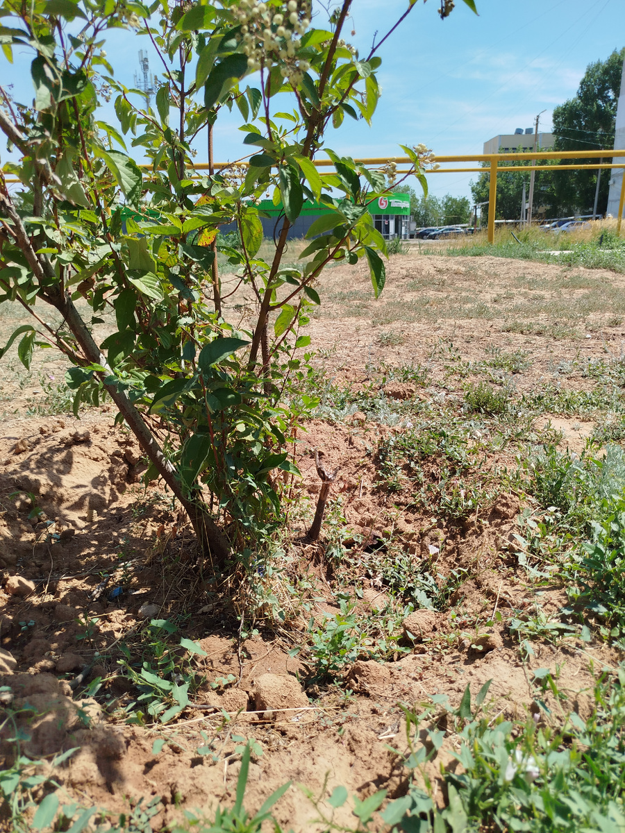 довольно оригинальный цвет (город Знаменск Астраханской области)