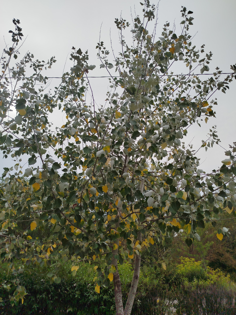 он бледно зеленый.