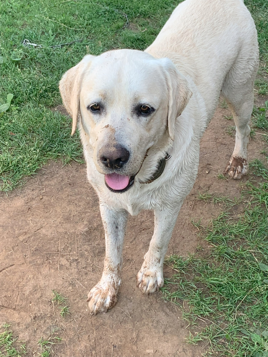 Хрюшка кабанчик