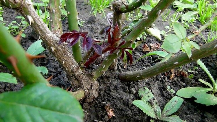 Новые базальные побеги