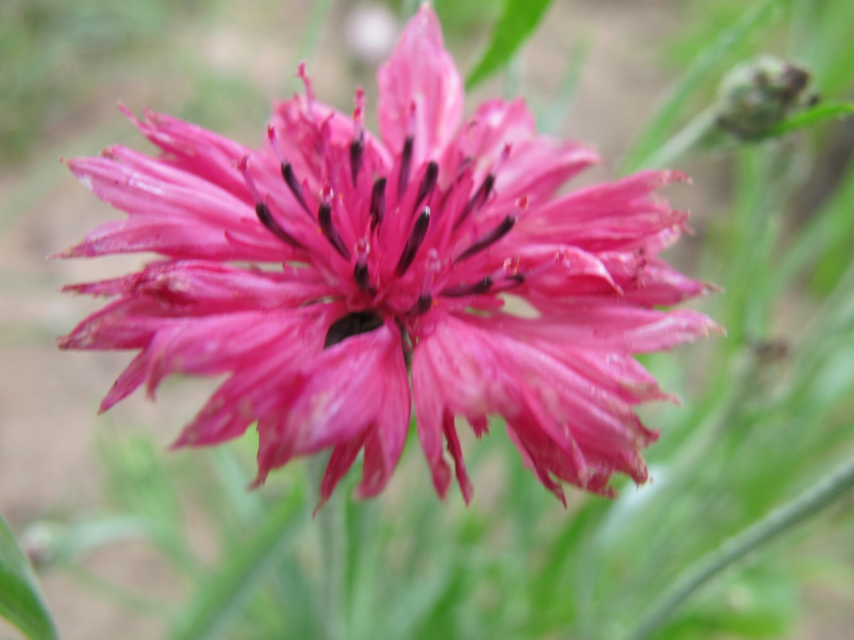 Всё приходит к тому, кто умеет ждать. Василёк- сорняк, причём злостный. Но перенеси его на клумбу- красота, если сможешь его заставить там цвести. Мне на это потребовалось несколько лет. И даже сейчас не могу сказать, что результат-100%.