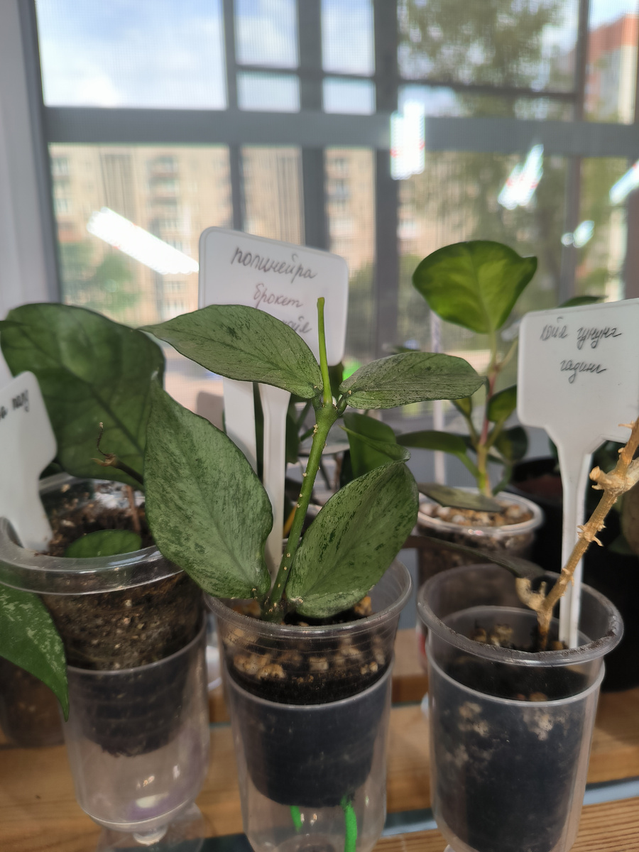 Полочка с хойями и дисхидиями