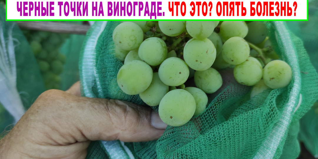 🍇 Где "пупок" у винограда. Что такое "чечевички" и почему черные точки на ягодах, это не всешда болезнь.