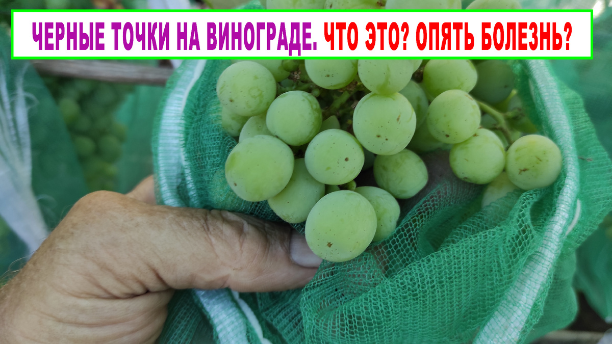 На ягодах винограда появились черные мелкие точки.