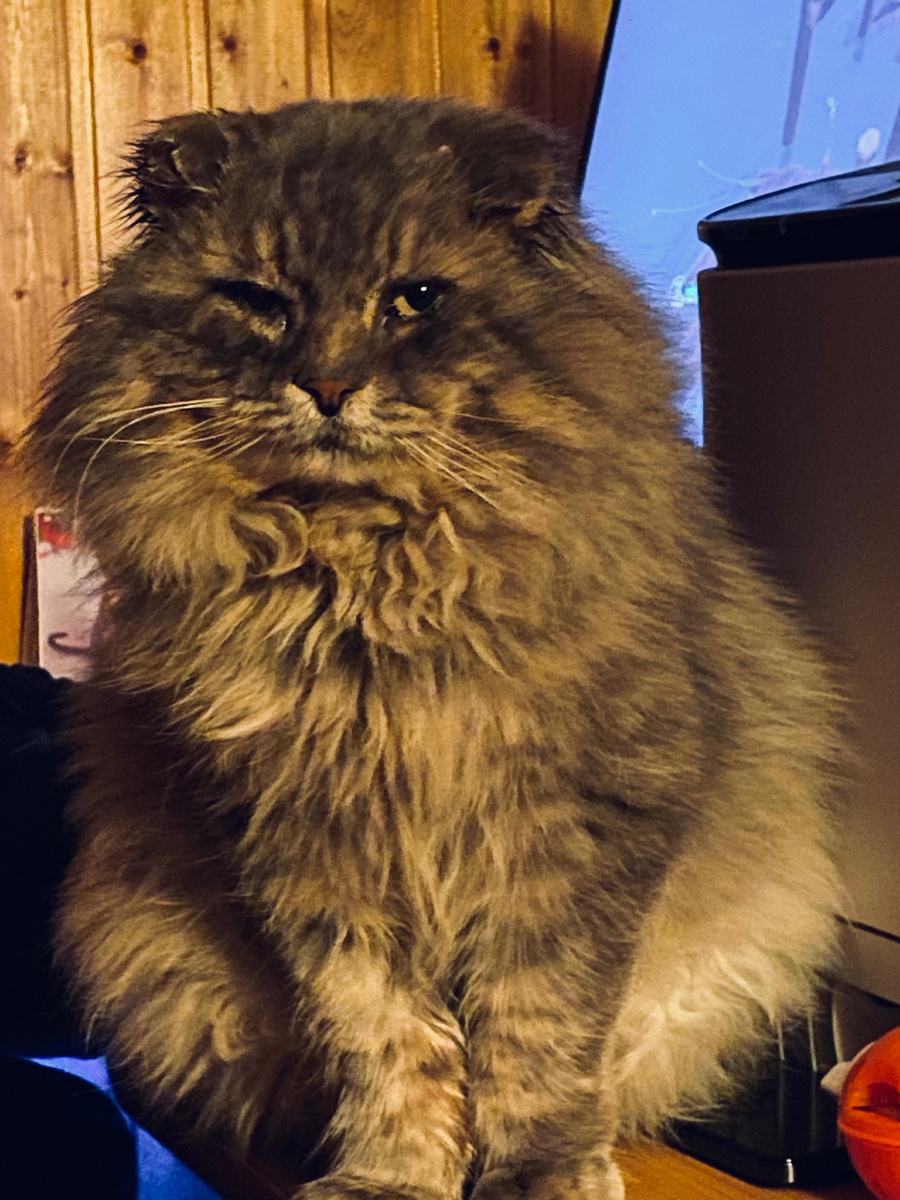 Я же умный, я все понимаю!