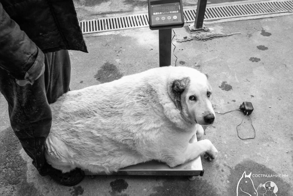 Скончался самый толстый пёс России Кругетс. Соцсети приюта "Сострадание НН"