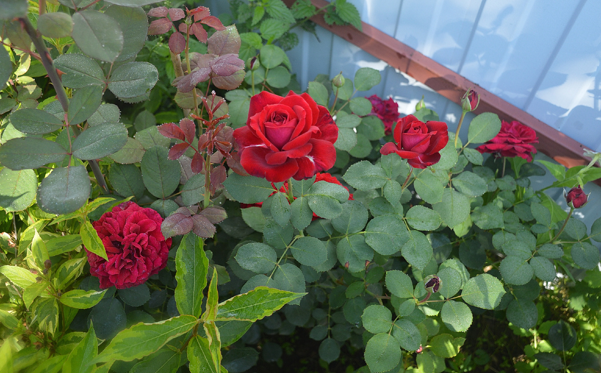 Роза Эдит Пиаф, 29 июля 2025